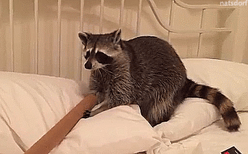 Jimothy Raccoon Gif