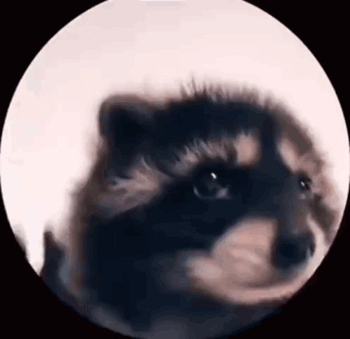 Jimothy Raccoon Gif