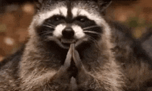 Jimothy Raccoon Gif