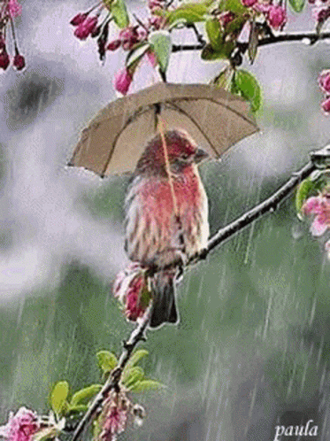 Rain Day Gif