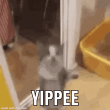 Yippee TV Gif