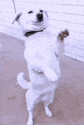 Dog Animated GIF