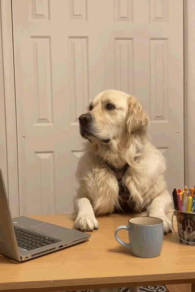 Dog Animated GIF