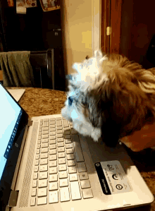 Dog Animated GIF
