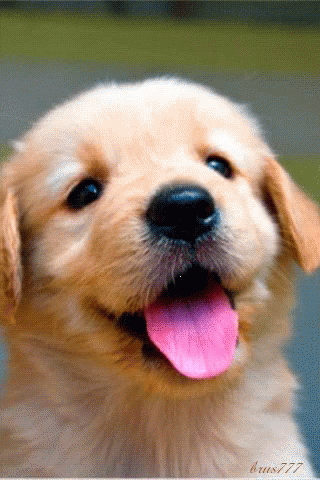 Dog Animated GIF