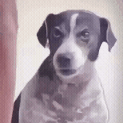 Dog Animated GIF