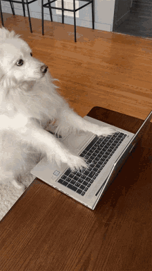 Dog Animated GIF
