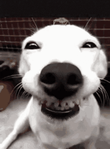 Funny Animated GIF