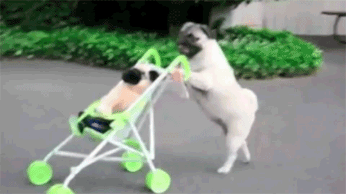 Funny Animated GIF