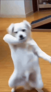 Funny Animated GIF