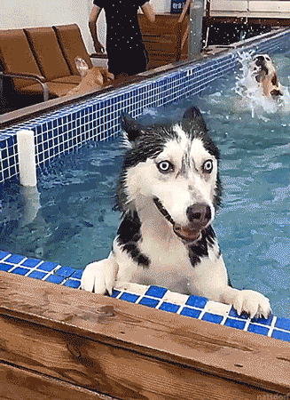 Funny Animated GIF