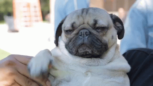 Funny Animated GIF