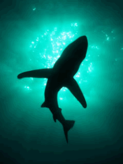 Shark Animated GIF