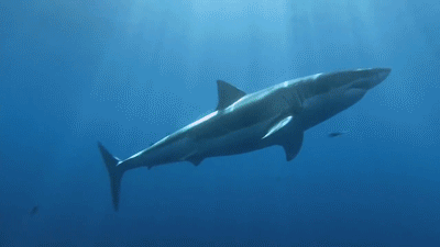 Shark Animated GIF
