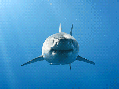 Shark Animated GIF