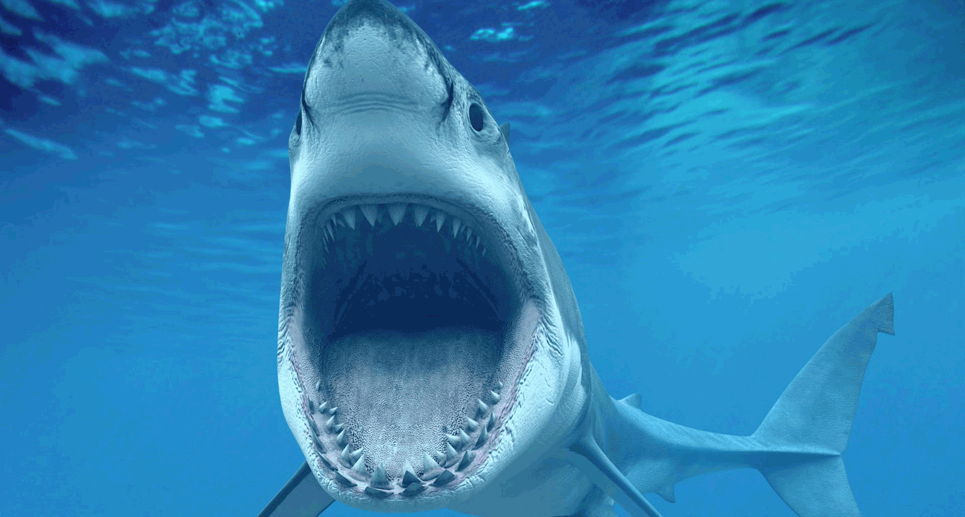 Shark Animated GIF