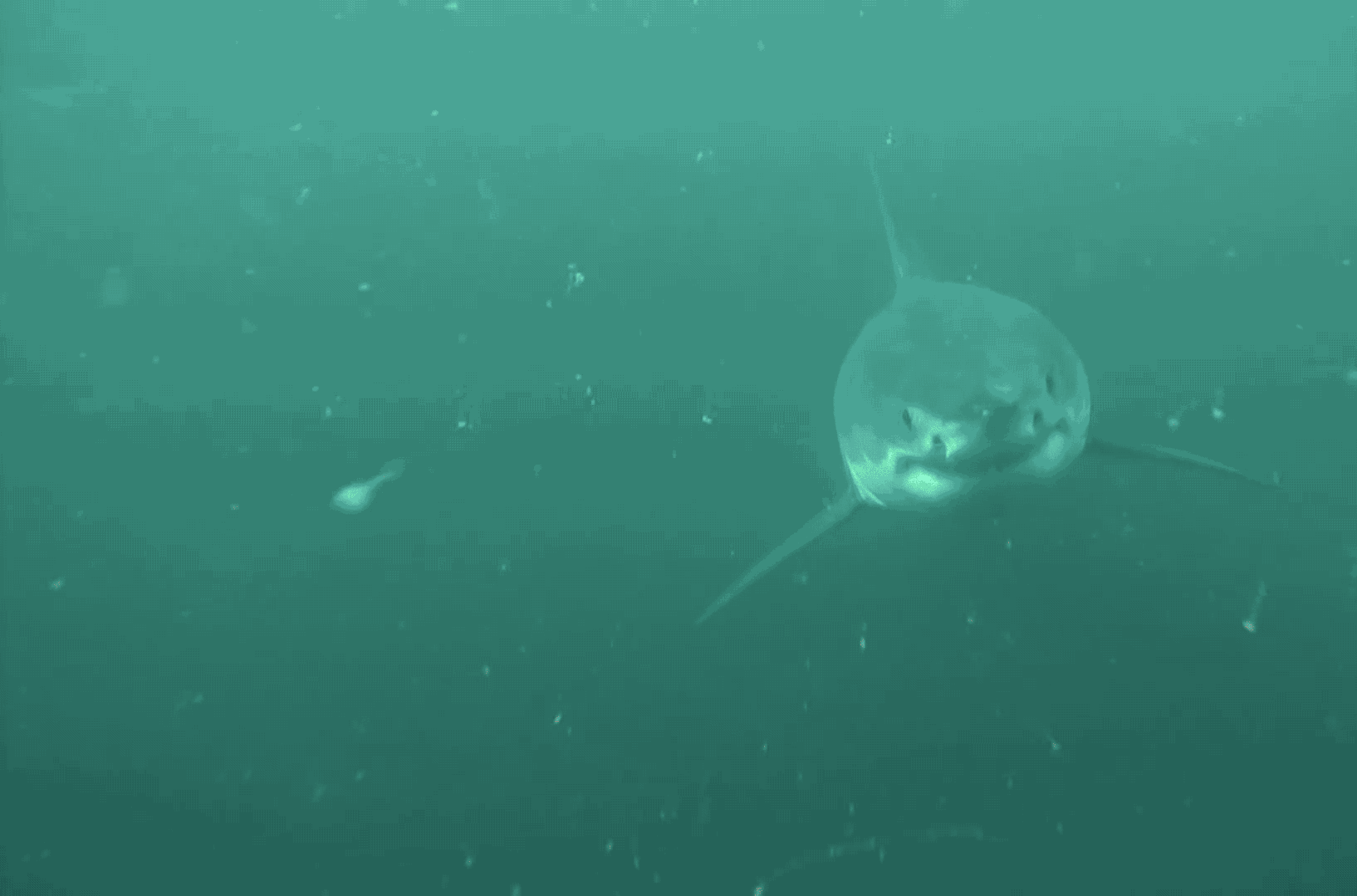 Shark Animated GIF