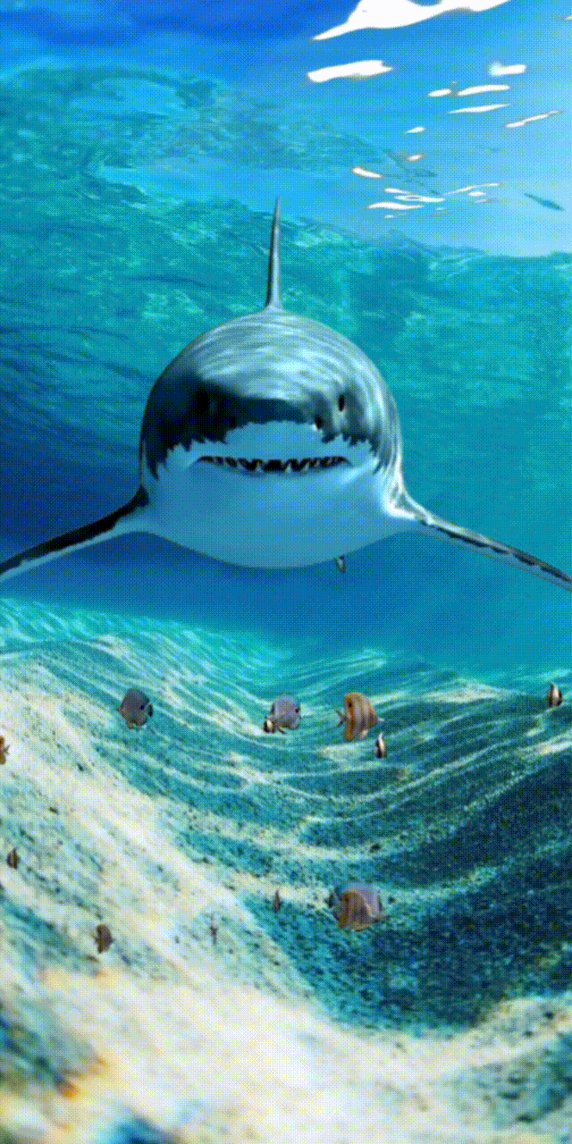 Shark Animated GIF