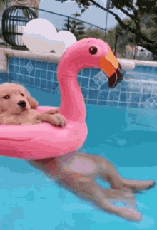 Swimming Animated GIF
