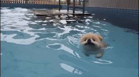 Swimming Animated GIF