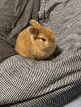 Bunny Animated GIF