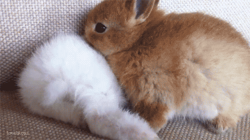 Bunny Animated GIF