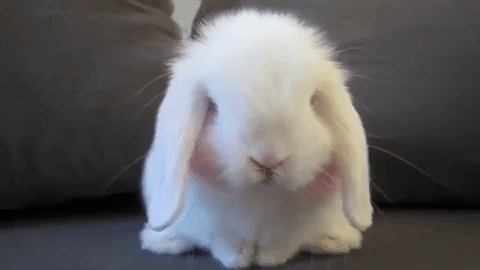 Bunny Animated GIF