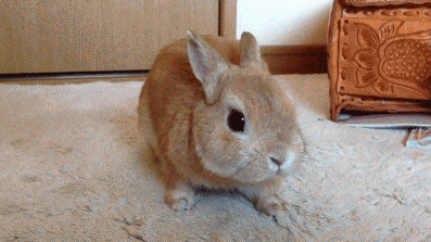 Bunny Animated GIF