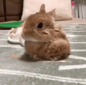 Bunny Animated GIF