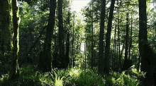 Forest Animated GIF