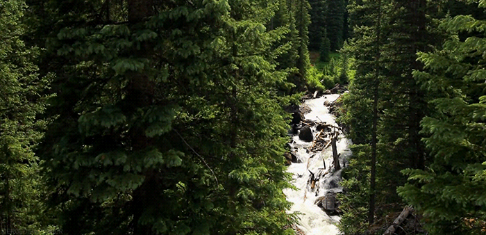 Forest Animated GIF
