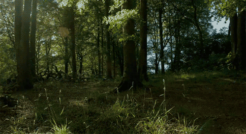 Forest Animated GIF