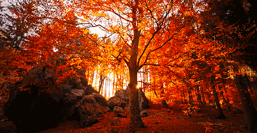 Forest Animated GIF