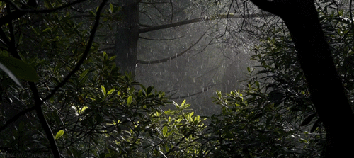 Forest Animated GIF