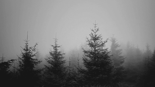 Forest Animated GIF