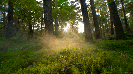 Forest Animated GIF
