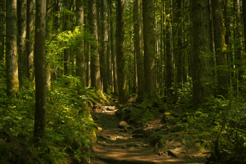 Forest Animated GIF