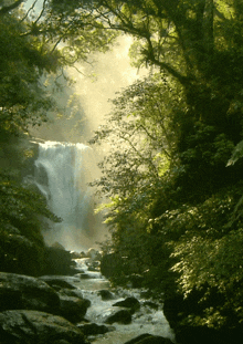 Forest Animated GIF