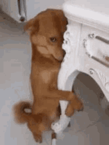 Hiding Animated GIF