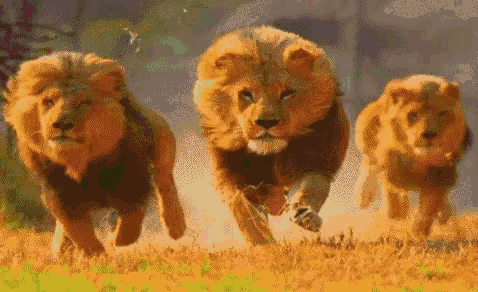 Lions Animated GIF