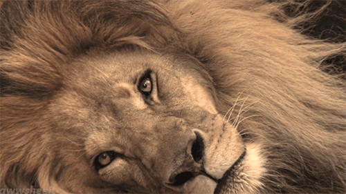 Lions Animated GIF