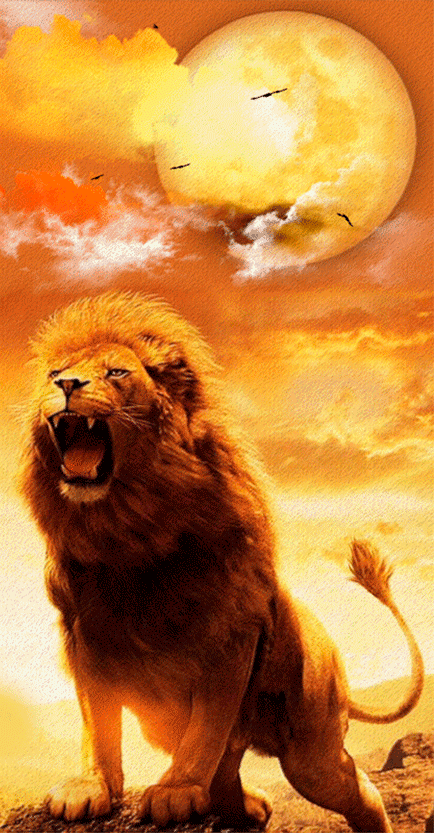 Lions Animated GIF
