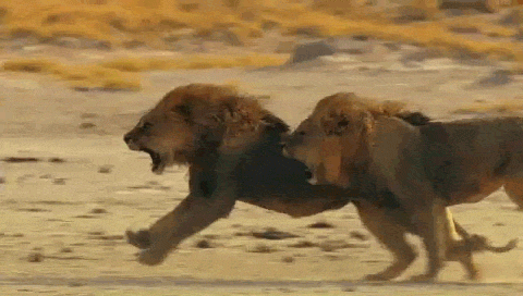 Lions Animated GIF