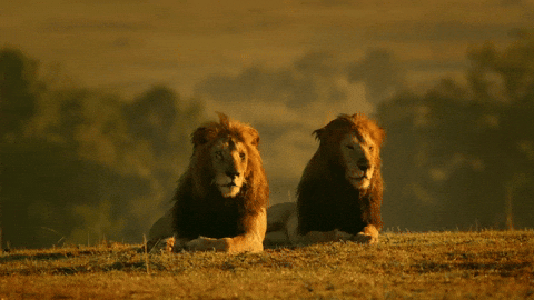 Lions Animated GIF