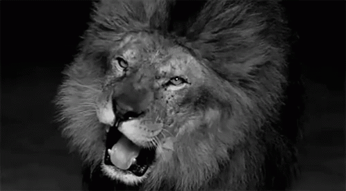 Lions Animated GIF