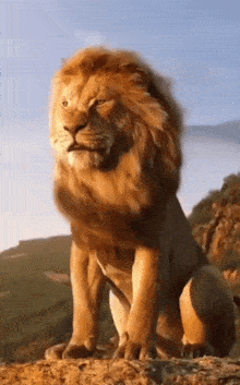 Lions Animated GIF