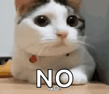 No Animated GIF