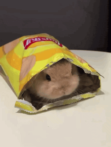 Bunny Animated GIF