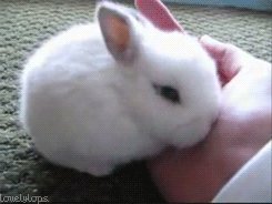 Bunny Animated GIF