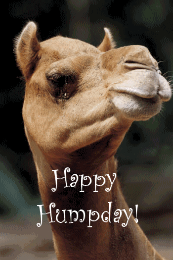 Hump Day Animated GIF